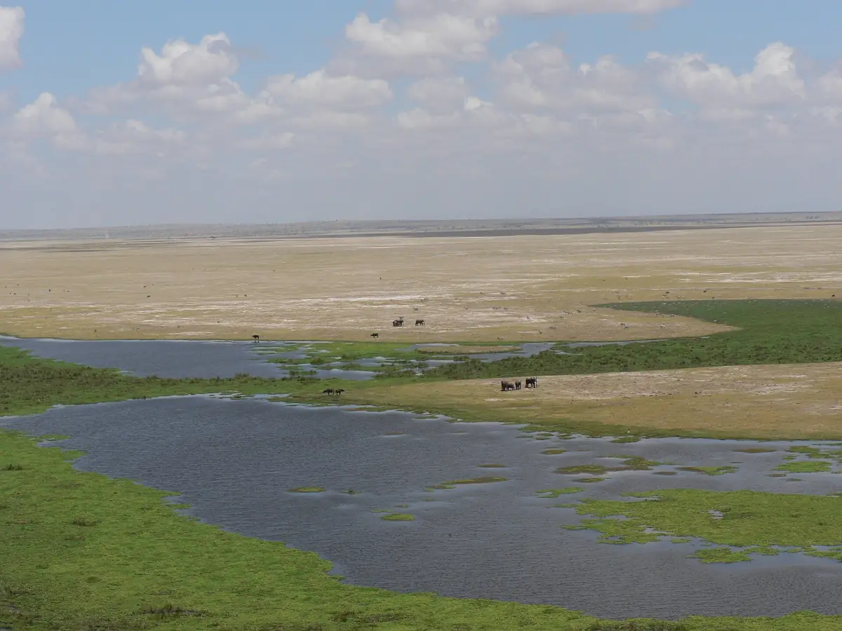 Green swamp channels and open water winding across the dry plain