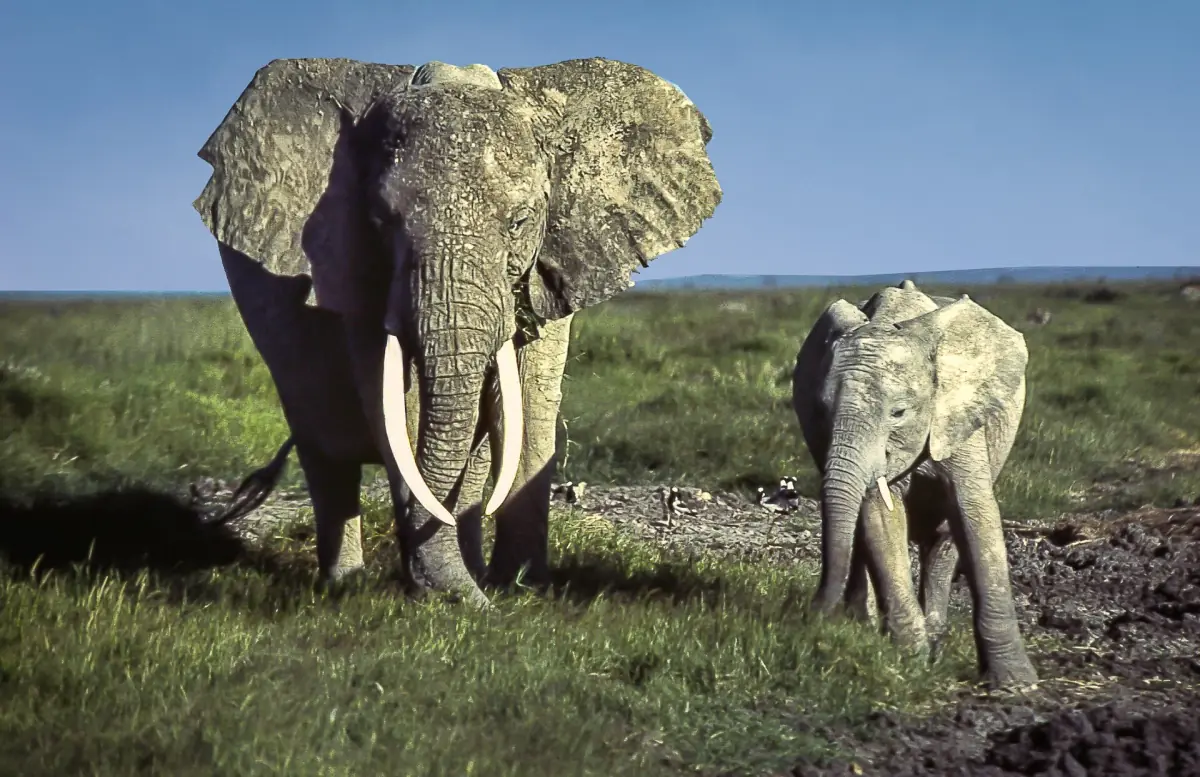 Large tusked elephant standing near a second elephant on green ground