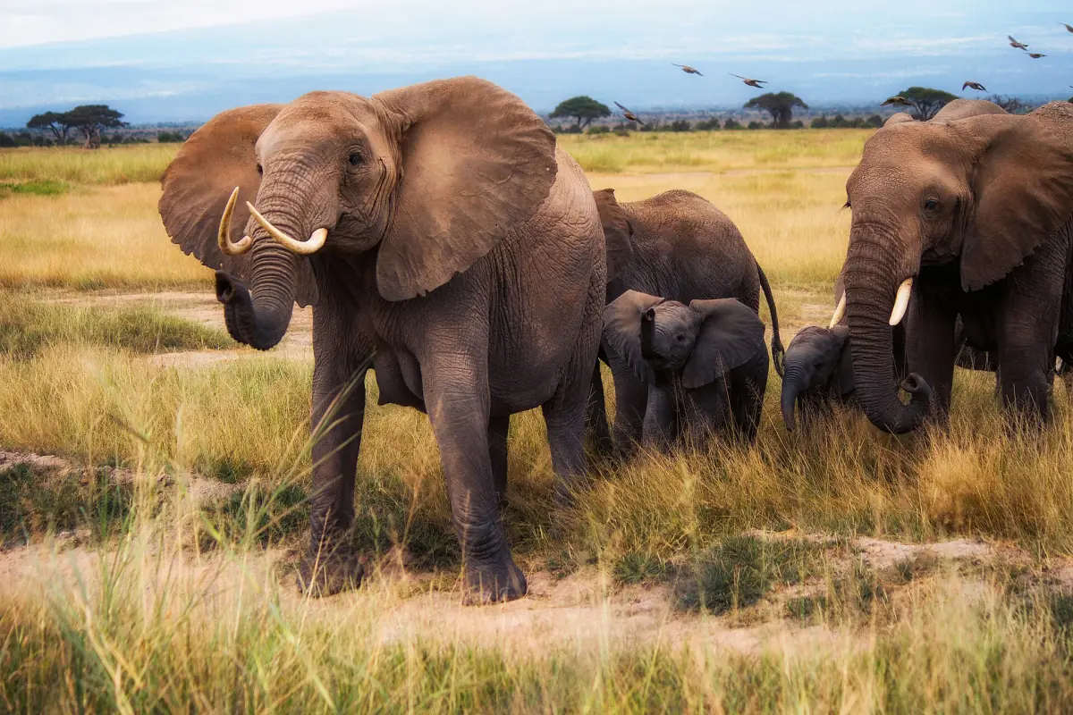 Elephant family with young calves standing in tall golden grass