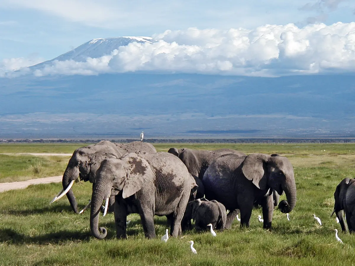 Elephant herd with calves and egrets on grass below Kilimanjaro