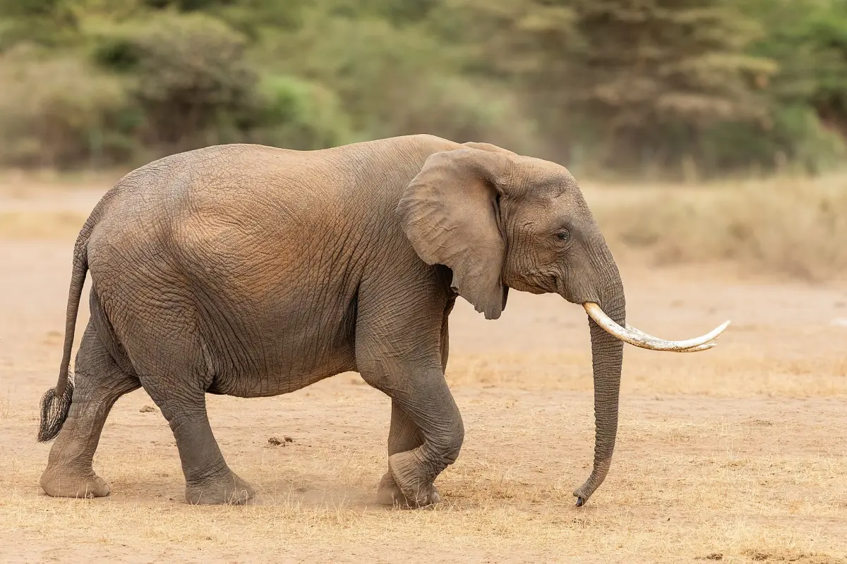 African elephant with long tusks walking across dusty sandy ground
