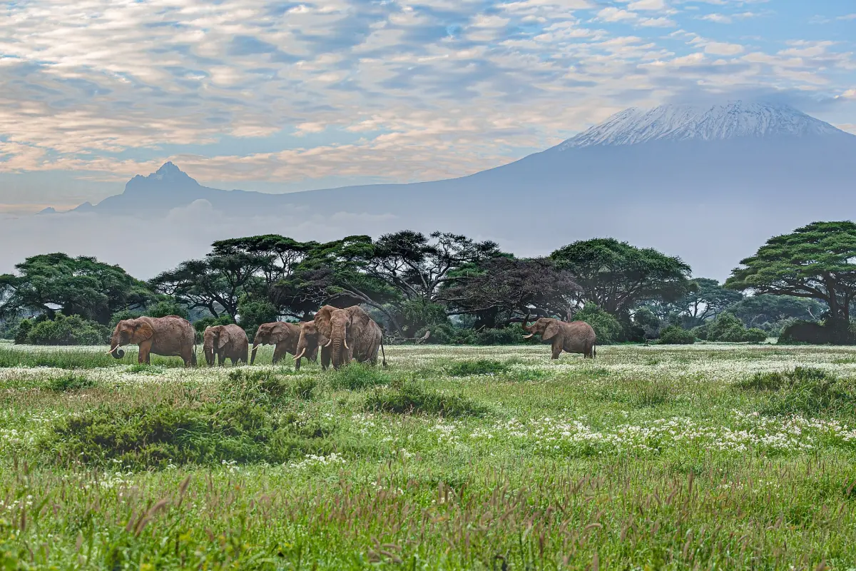 Elephant herd grazing on green grass beneath acacia trees and Kilimanjaro