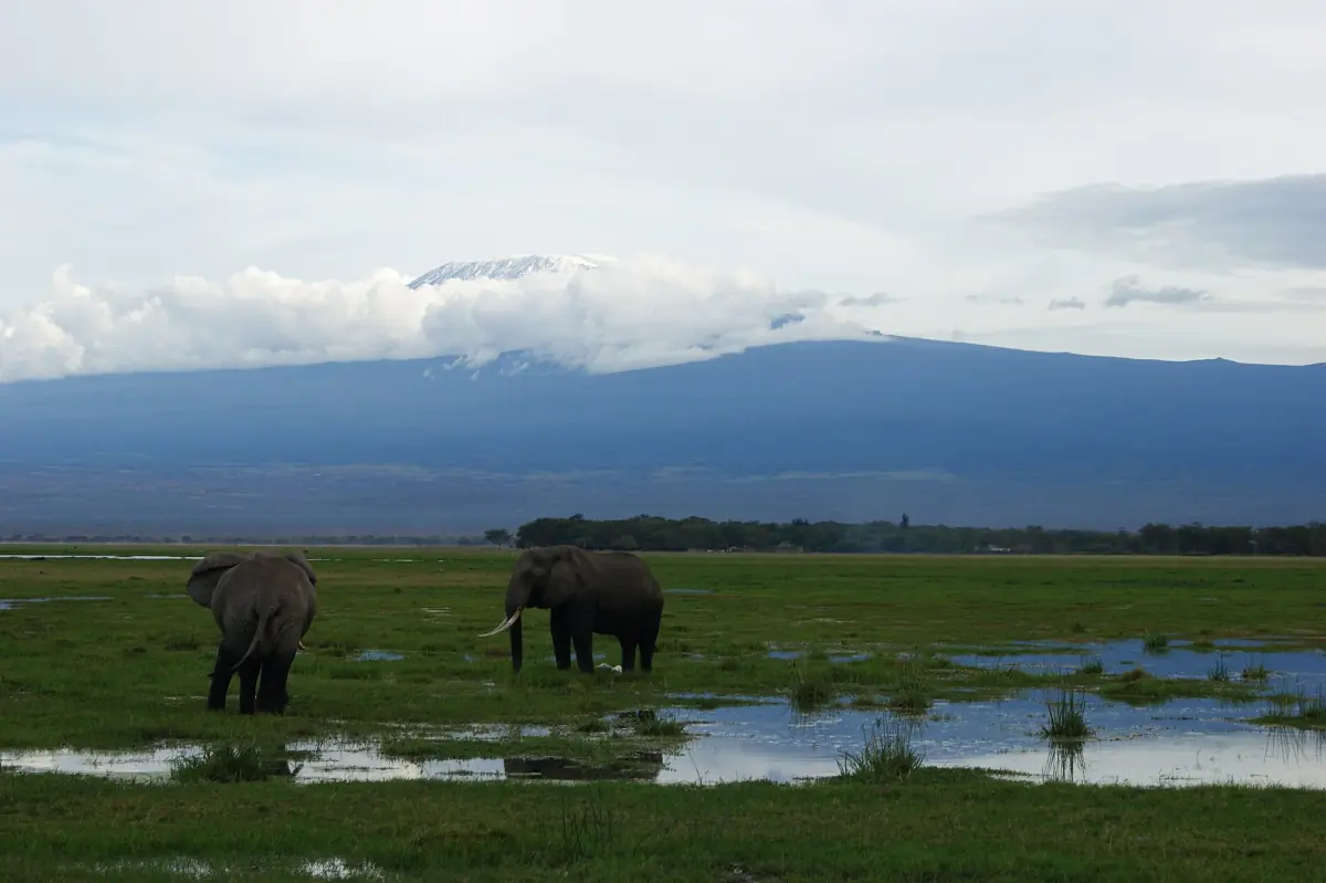 Two elephants standing in shallow wetland water with Kilimanjaro in the distance