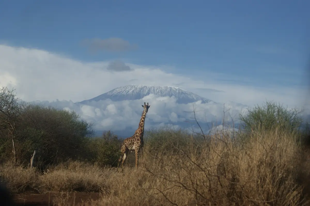 Giraffe among dry bushes with Kilimanjaro and clouds behind it