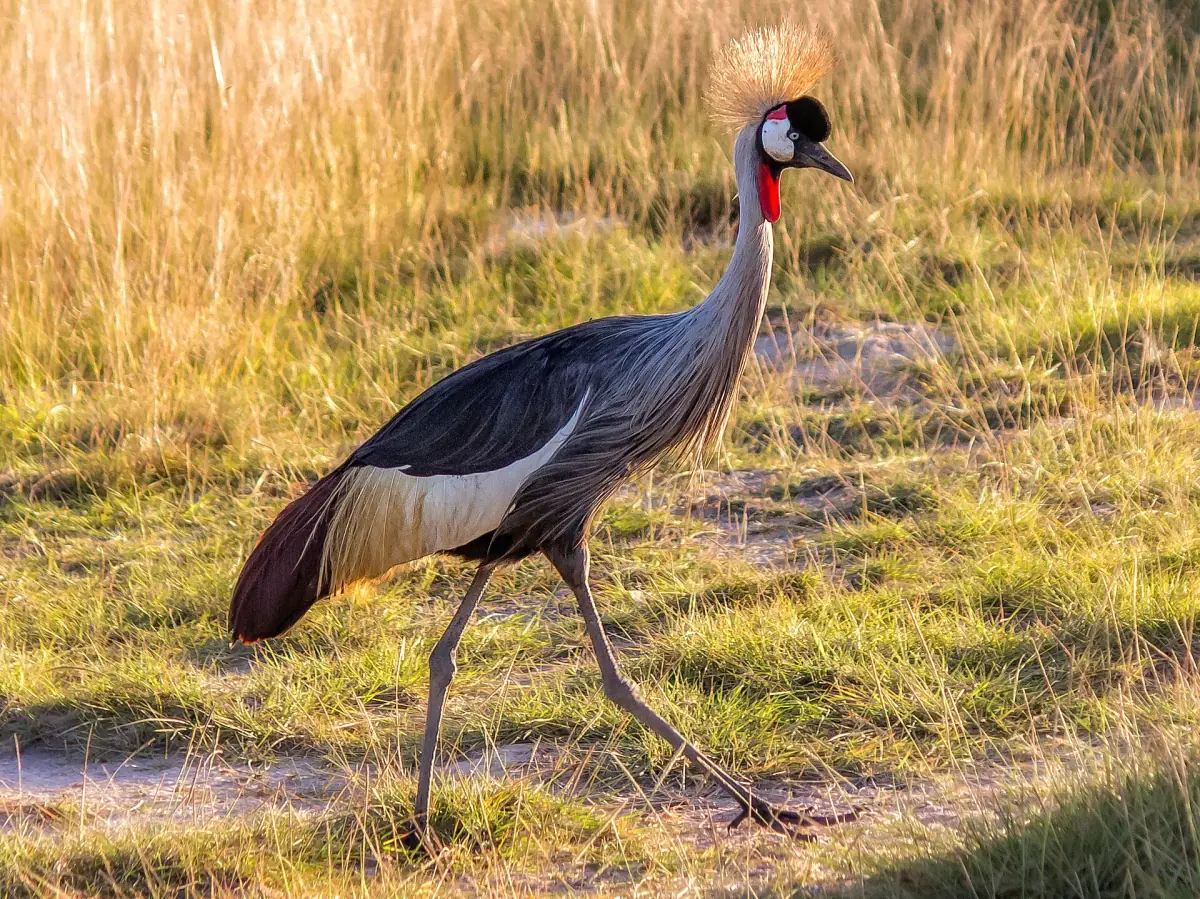 Grey crowned crane with a golden crest walking through grass