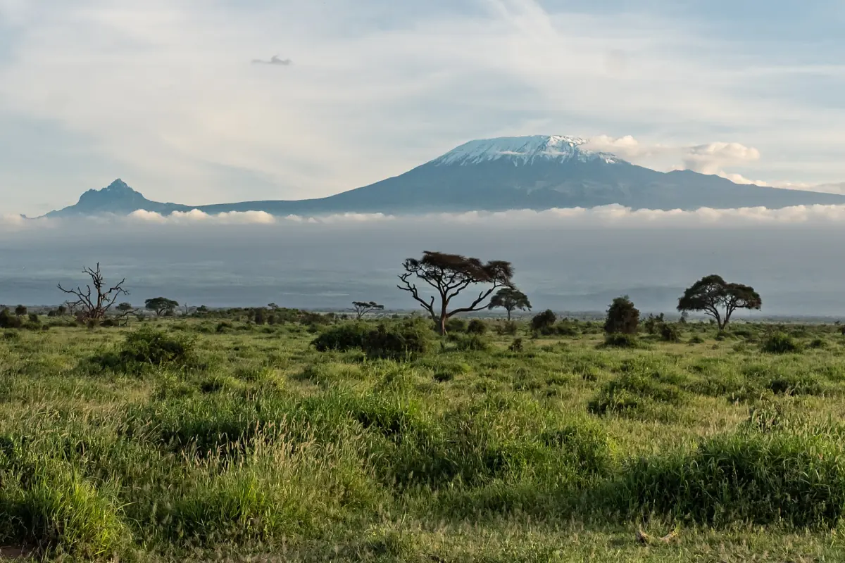 Kilimanjaro summit above low cloud, with scrubland and lone acacias in front