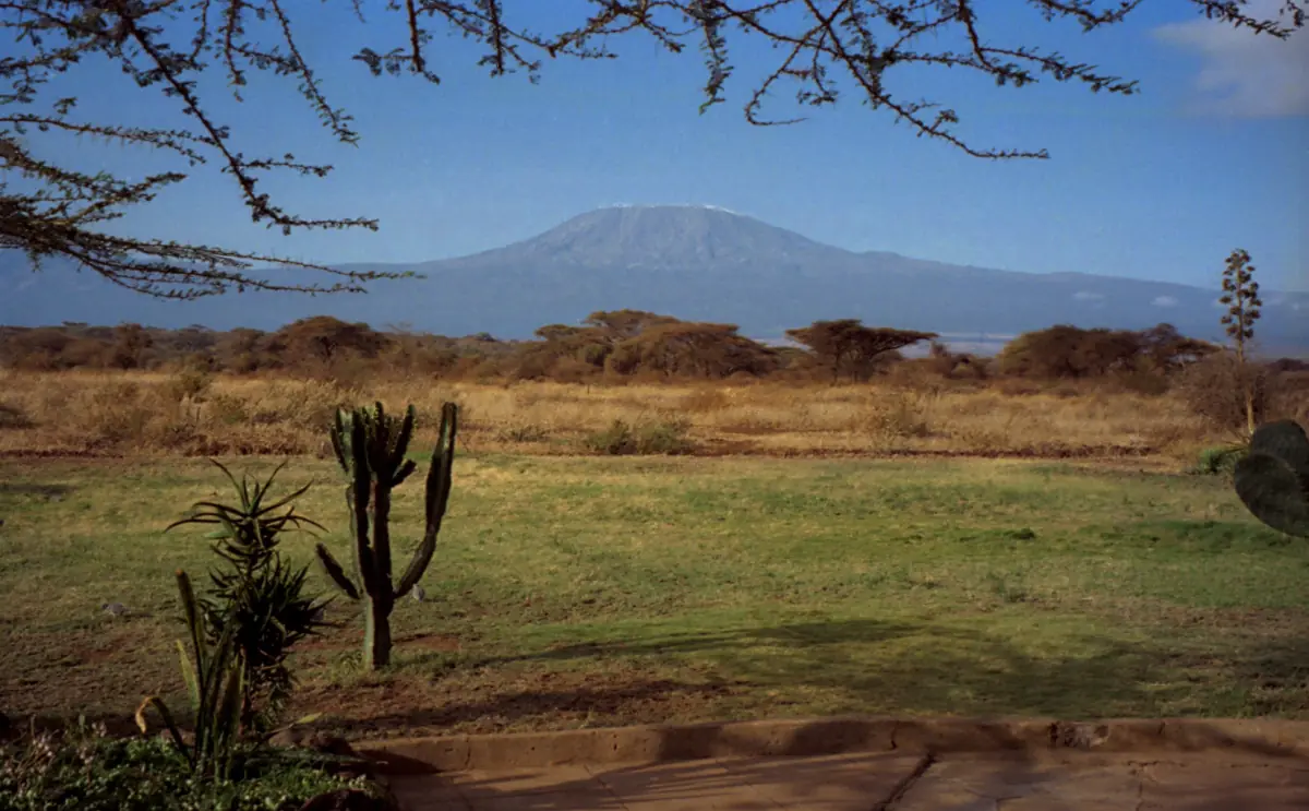 Kilimanjaro seen across open grassland with a candelabra euphorbia in front