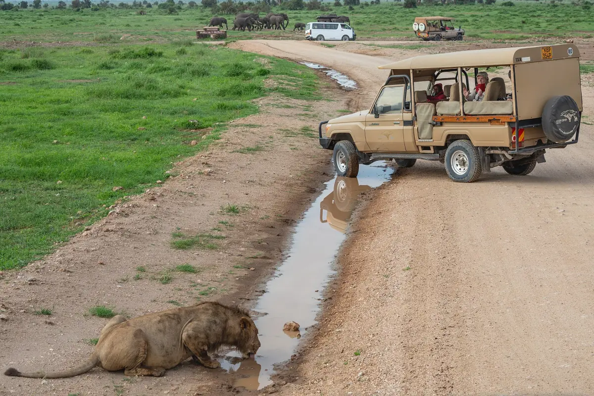 Lion resting beside a muddy track while a safari vehicle waits nearby