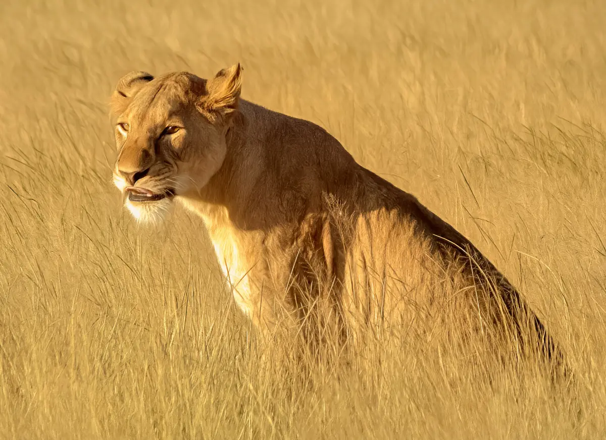 Lioness sitting alert in tall dry golden grass