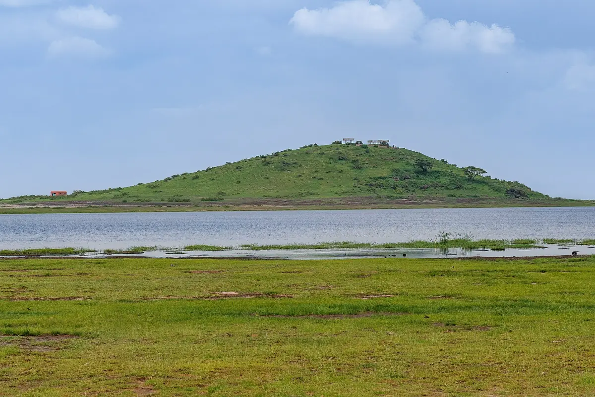 Observation Hill rising as a green dome above water and wetland grass