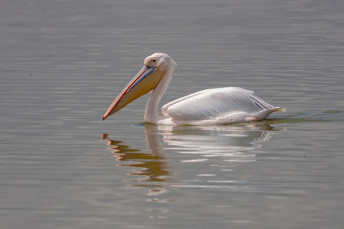Great white pelican floating on calm grey water with its reflection