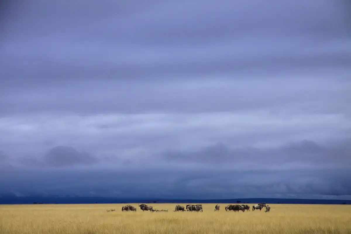 Dark blue storm clouds over the plain with a wildebeest herd below