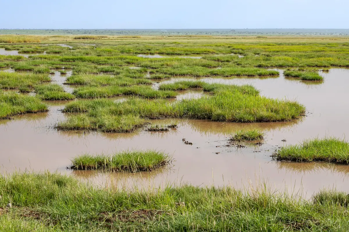 Green grass tufts and shallow brown pools in the Amboseli marsh