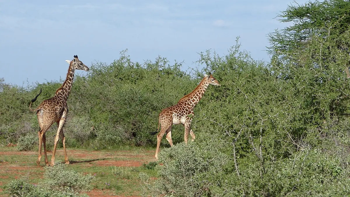 Two Maasai giraffes walking between green bushes on a dirt track