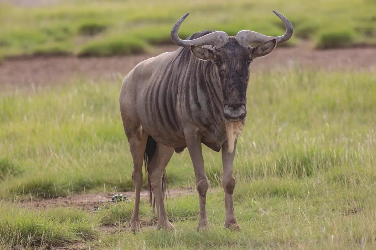 Single wildebeest standing on short green grass in the park
